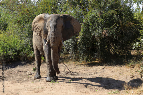 Photography Afrikanischer Elefant / African elephant / Loxodonta africana