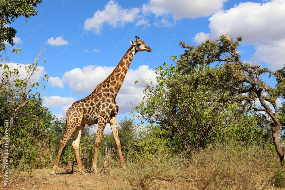 Fototapeta premium Giraffe / Giraffe / Giraffa camelopardalis