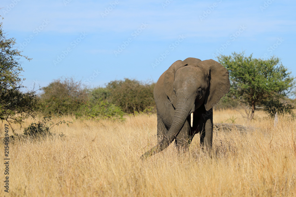 Obraz premium Afrikanischer Elefant / African elephant / Loxodonta africana