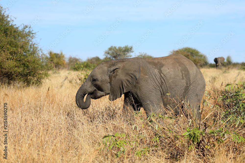 Obraz premium Afrikanischer Elefant / African elephant / Loxodonta africana