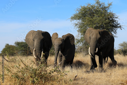 Canvas Print Afrikanischer Elefant / African elephant / Loxodonta africana
