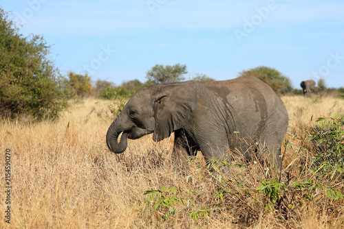 Photography Afrikanischer Elefant / African elephant / Loxodonta africana