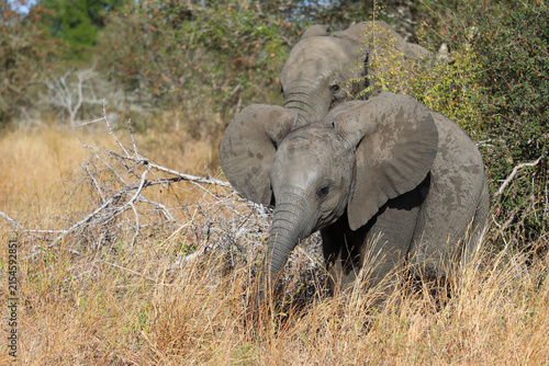 Photography Afrikanischer Elefant / African elephant / Loxodonta africana