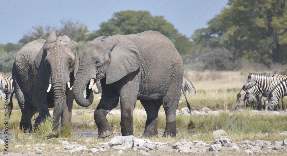 Obraz premium Two African elephants standing together drinking water at a watering hole in the Etosha National Park in Namibia