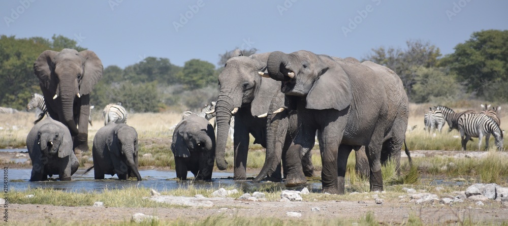 Obraz premium A family of African elephants standing at a watering hole drinking in the Etosha National Park in Namibia
