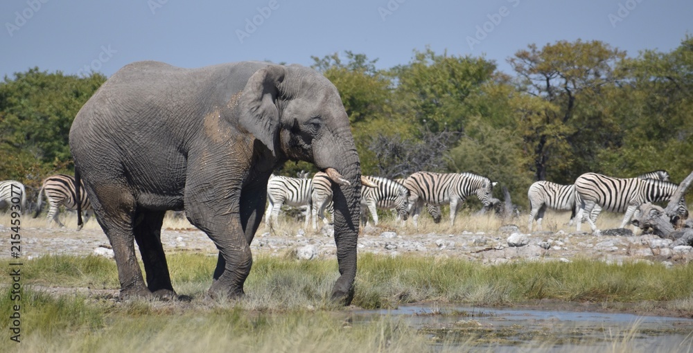 Obraz premium A large, freshly washed African elephant walking in a watering hole in front of a herd of zebras in the Etosha National Park in Namibia