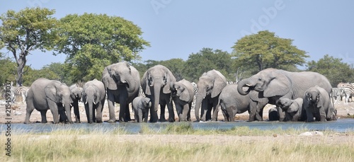Foto Panoramic shot of a large herd of African elephants standing and drinking togeth