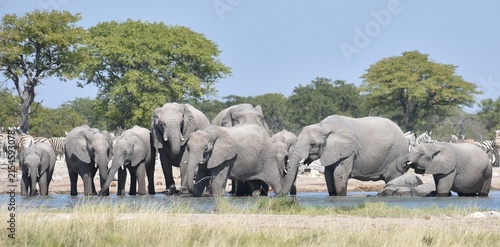 Fotografía Large herd of African elephants drinking and washing at a watering hole in the E