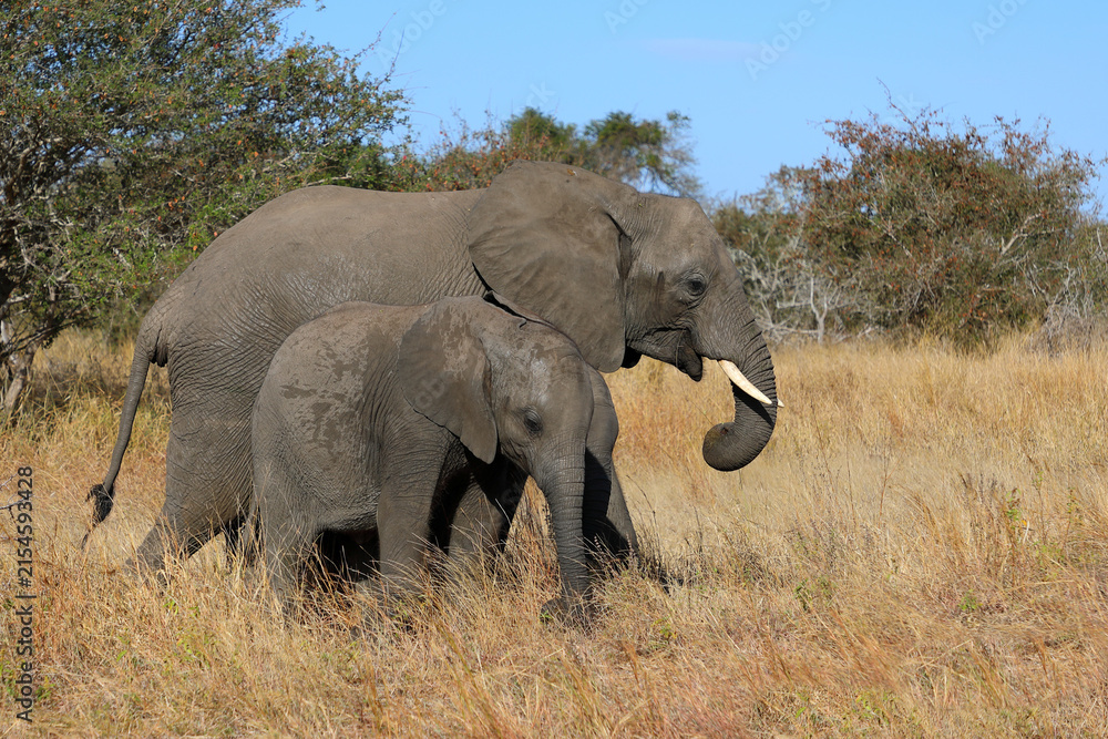 Fototapeta premium Afrikanischer Elefant / African elephant / Loxodonta africana