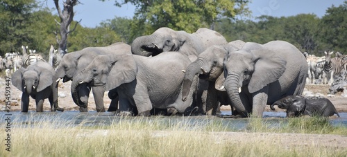 Konstfotografi A large herd of African elephants drinking together at a watering hole in the Et