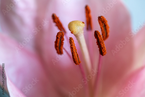 Macro close-up of pink lily flower showing stamens, anthers with orange pollen and central pistil, shallow depth of field