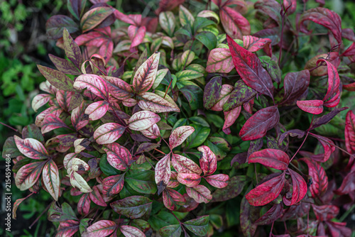 Close-up of colorful Nandina domestica foliage with red, pink, cream and green leaves.