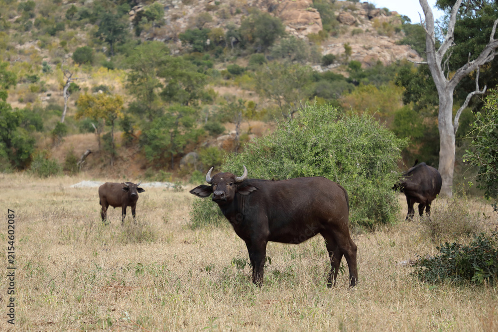 Fototapeta premium Kaffernbüffel / African buffalo / Syncerus caffer