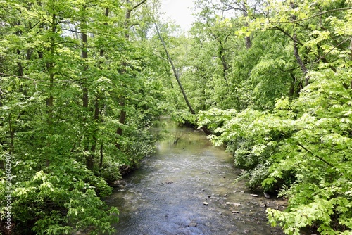 The peaceful creek in the woods on a sunny day.