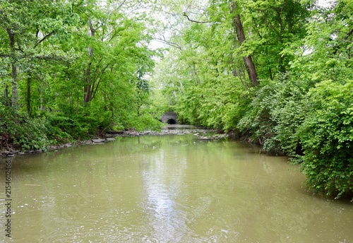 The flowing calm stream in the woods.