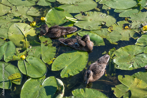 Foto Horizontal nature shot of three juvenile mallard ducks swimming among green lily pads and yellow buds in dark water