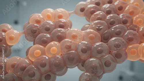 Human tissues showing wake-cycle hormone activity as gentle warm orange and red pulses traveling slowly across the tissue, subtle metabolic warmth gradually increasing