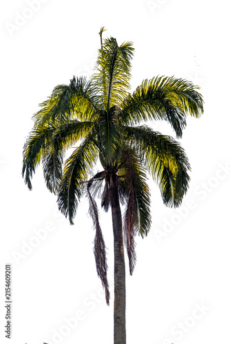 Large tropical Imperial Palm with a lush crown of arching fronds; transparent background suitable for Brazilian landscaping projects, architecture, exotic nature themes, and historic garden compositio