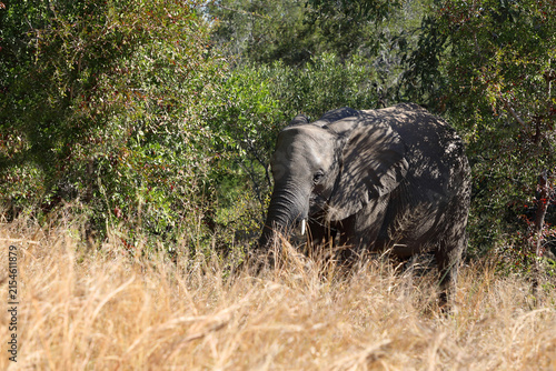 Canvas Print Afrikanischer Elefant / African elephant / Loxodonta africana