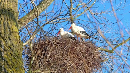 A couple of white storks resting in their large nest high in a tree against a clear blue sky, symbolizing the arrival of spring and family.