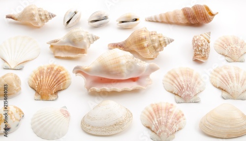 natural sea shell collection