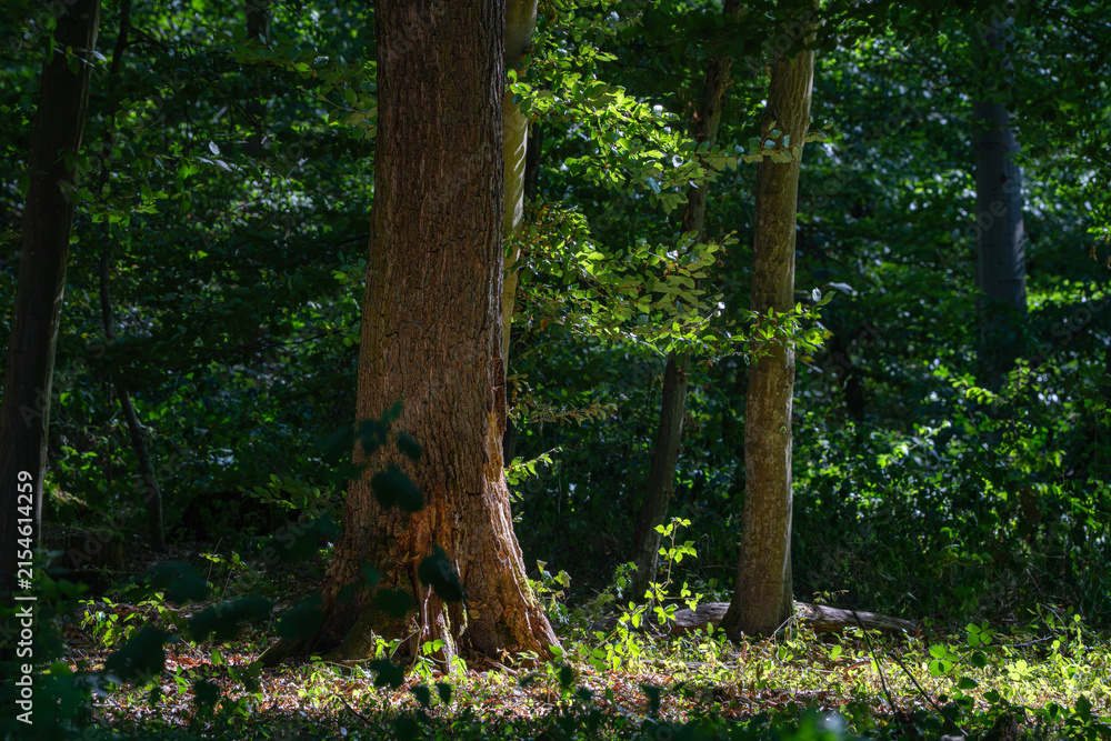 Fototapeta premium Light shining through trees in a green forest during the day