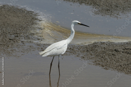 Bild auf Leinwand Little egret (Egretta garzetta) standing in shallow muddy water of a wetland loo