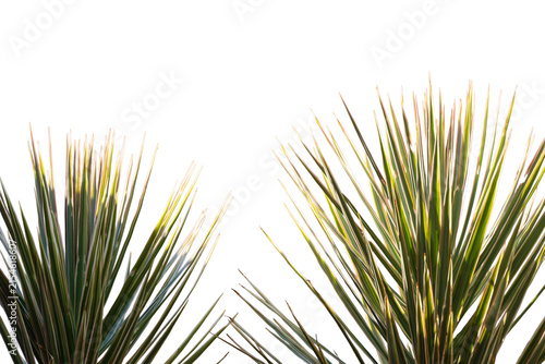 Ornamental yucca with long, narrow, pointed leaves in shades of green and cream; transparent background for landscaping, architectural composition, and hardy vegetation.