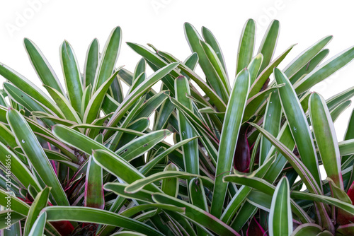 Ornamental bromeliads with green foliage and light-colored edges in a natural arrangement; transparent background for tropical landscape compositions, contemporary gardens, and architectural projects.