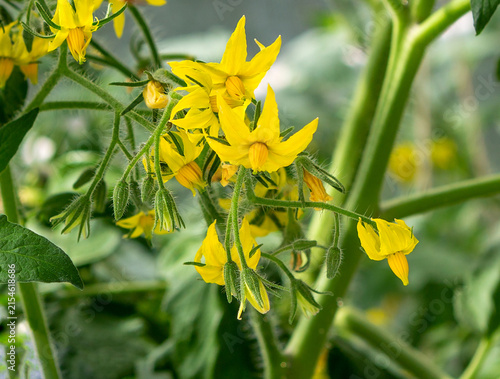 Tomato plant  blossom. Branch of blooming tomato.