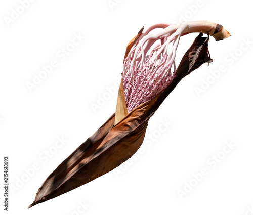 Palm flower featuring a pinkish inflorescence and natural fibrous structure; transparent background suitable for tropical botanical, landscape compositions, plant reproduction and biodiversity themes.