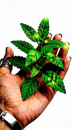 Hand holding fresh green mint leaves in palm.