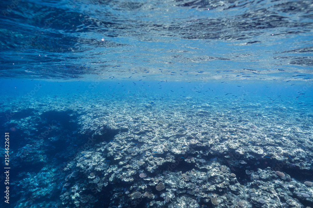 Fototapeta premium Underwater landscape with rounded coral formations in tropical sea