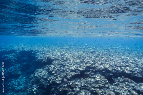 Underwater landscape with rounded coral formations in tropical sea