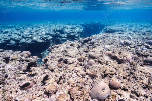 Tropical underwater seascape with extensive coral-covered seafloor