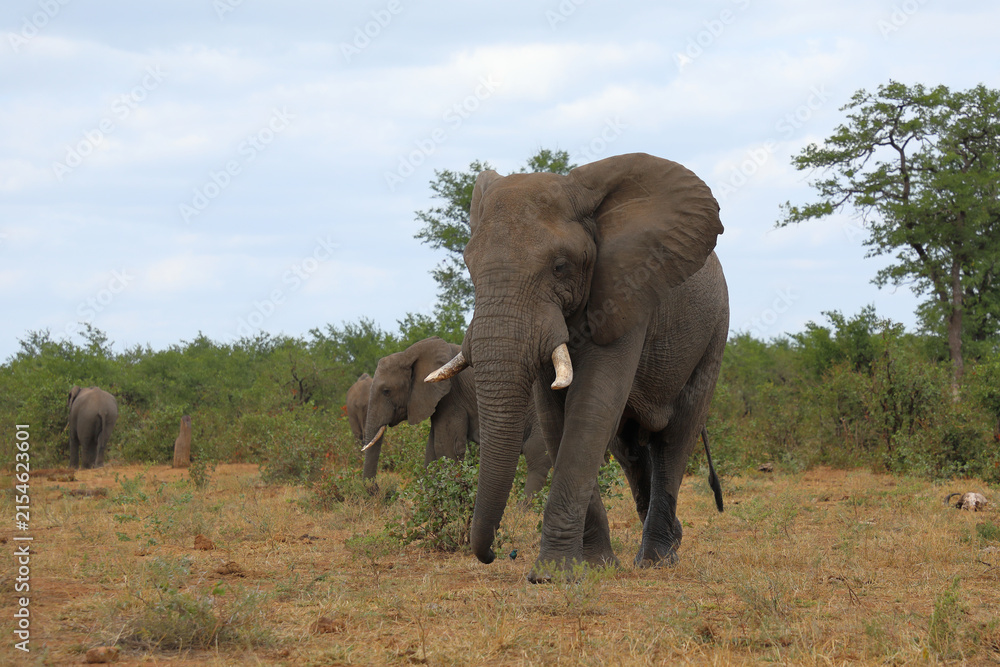 Fototapeta premium Afrikanischer Elefant / African elephant / Loxodonta africana