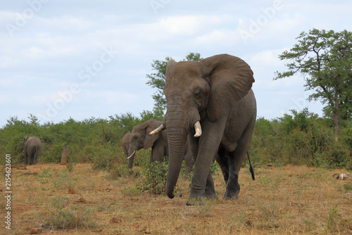 Photography Afrikanischer Elefant / African elephant / Loxodonta africana