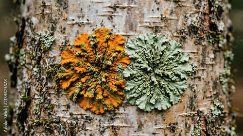 Macro Orange and Green Lichen Forest Texture
