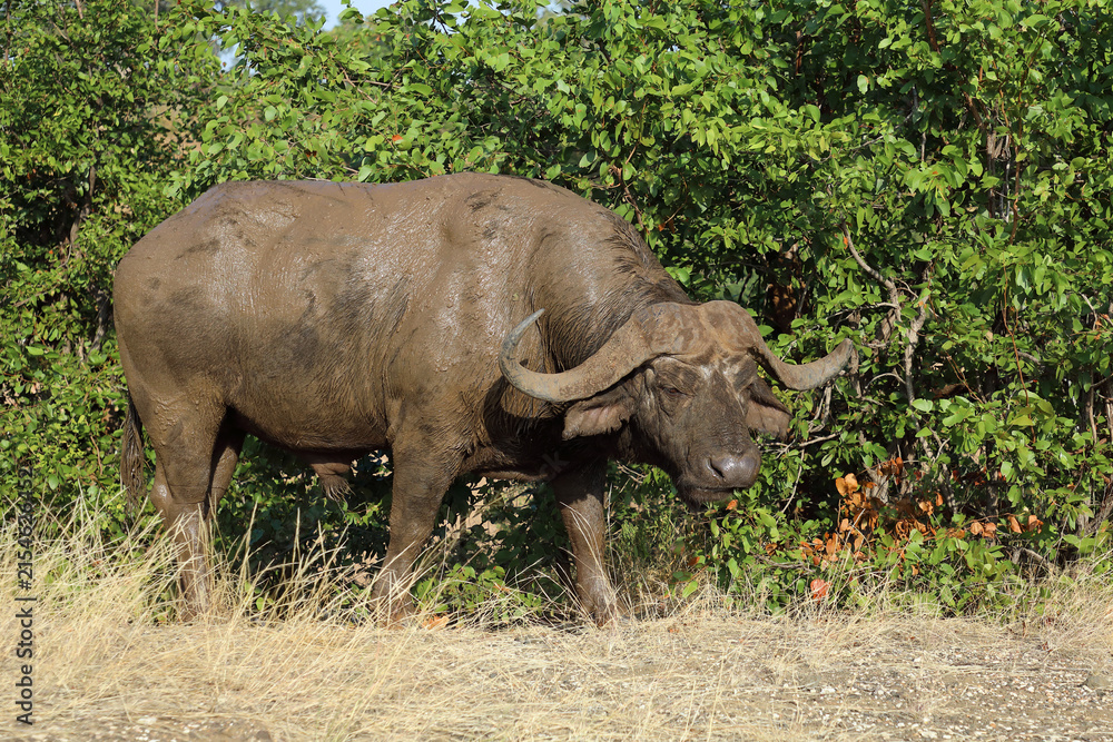 Fototapeta premium Kaffernbüffel / African buffalo / Syncerus caffer