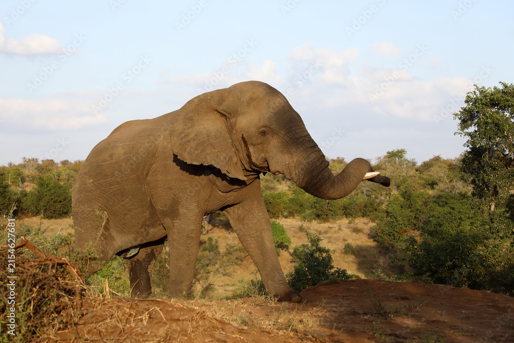 Fototapeta premium Afrikanischer Elefant / African elephant / Loxodonta africana