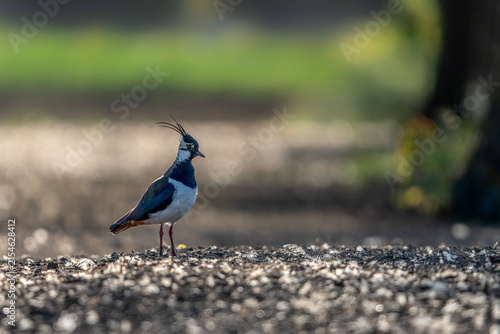 Konstfotografi Northern Lapwing (Vanellus vanellus on a field