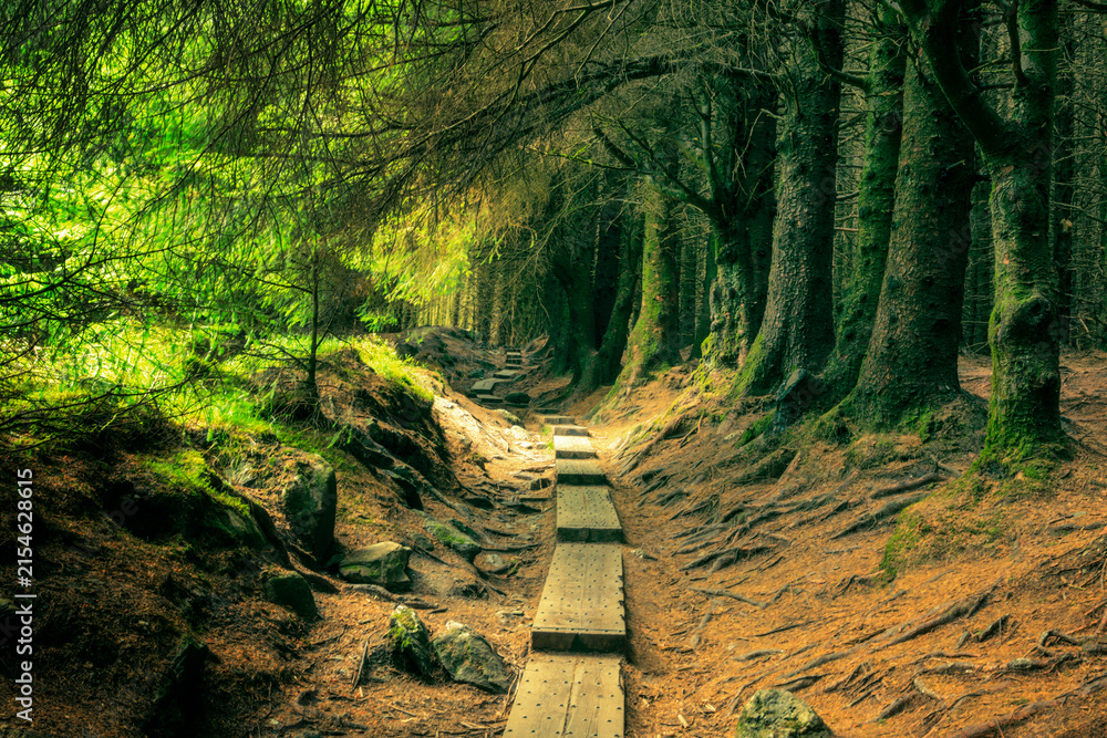 Fototapeta premium Scenic view of a wooden path in Ballinastoe forest Wicklow