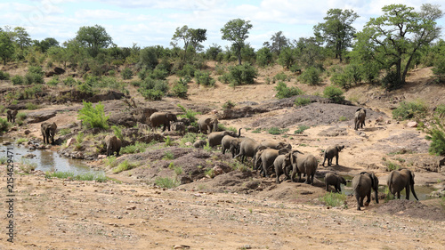 Obraz na plátne Afrikanischer Elefant am Mphongolo River/ African elephant at Mphongolo River /