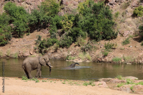 Fotografie Afrikanischer Elefant am Mphongolo River/ African elephant at Mphongolo River /