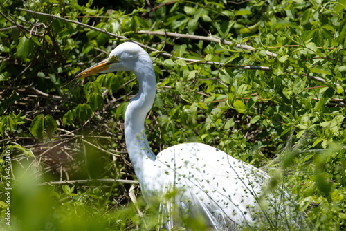 Fotografie Great egret among fresh green spring foliage