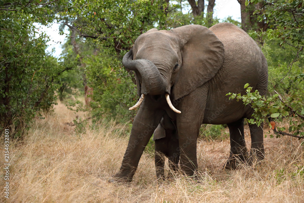 Fototapeta premium Afrikanischer Elefant / African elephant / Loxodonta africana