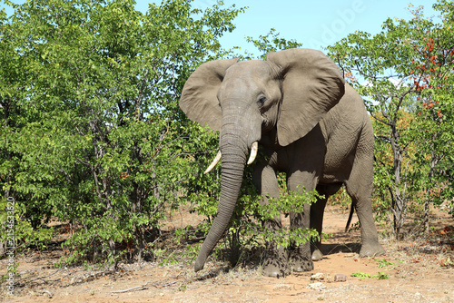 Canvas Print Afrikanischer Elefant / African elephant / Loxodonta africana