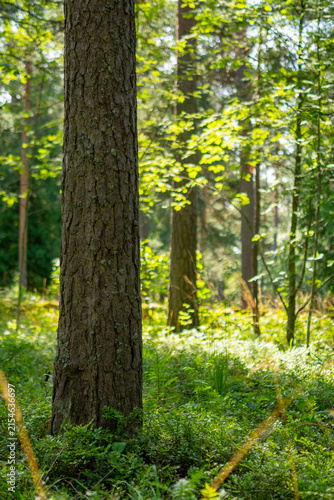 Plakat Sunlit pine trunk in a green summer forest