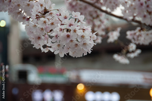 Фотография cherry tree blossom