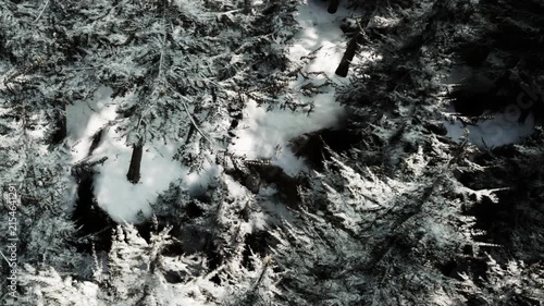 A view from above shows trees covered in snow in a forest. The landscape appears white and green as sunlight filters through the branches on a winter day.